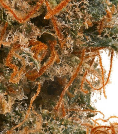 WEST COAST CURE | GELONADE - 14G PREMIUM FLOWER $95.00
