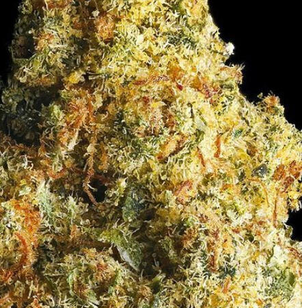 CALIFORNIA CANNABIS | CALI KUSH - 3.5G FLOWER $45.00
