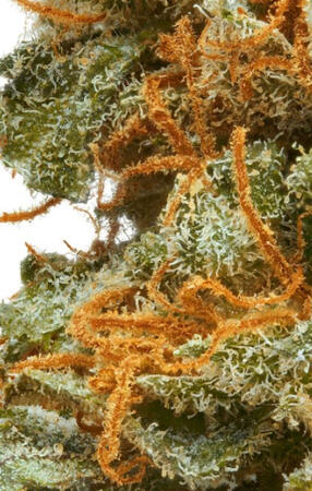 CALIFORNIA CANNABIS | COASTAL CALM - 3.5G PREMIUM TOP SHELF FLOWER $50.00