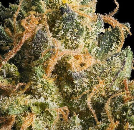 CALIFORNIA CANNABIS | LA RUNTZ - 3.5G FLOWER $45.00