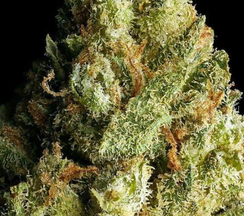 CALIFORNIA CANNABIS | GEORGIA PIE - 3.5G FLOWER $50.00